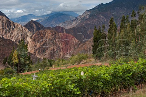 Cabernet Sauvignon vineyard of ShangriLa winery above the Lancang River near Yunling Deqen County Yunnan Province China