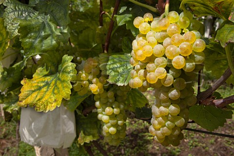 Chardonnay grapes in vineyard leased by ShangriLa winery Hada Community Qibie Village Weixi County Yunnan Province China