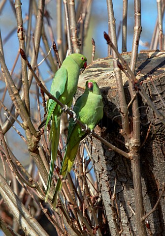 Pair of Ringnecked Parakeets  Hurst Park West Molesey Surrey England
