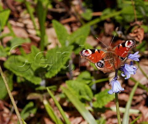 Peacock butterfly on Bluebell flower  Fairmile Common Esher Surrey England