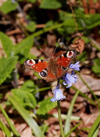 Peacock butterfly on Bluebell flower  Fairmile Common Esher Surrey England