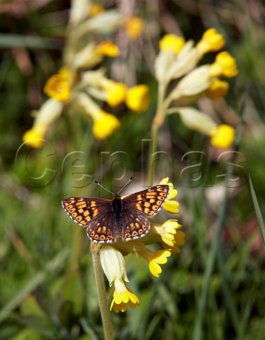 Duke of Burgundy butterfly on cowslip flowers  Noar Hill nature reserve Selborne Hampshire England