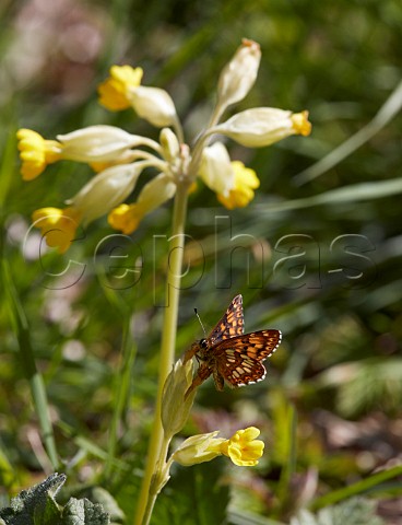 Duke of Burgundy butterfly on cowslip flower  Noar Hill nature reserve Selborne Hampshire England