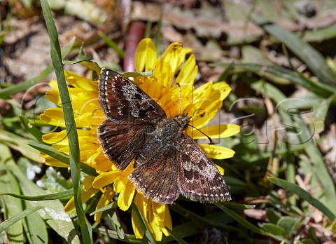 Dingy Skipper butterfly on dandelion  Noar Hill nature reserve Selborne Hampshire England