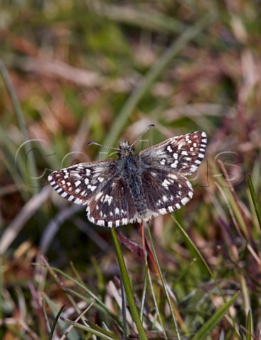 Grizzled Skipper butterfly Sussex England