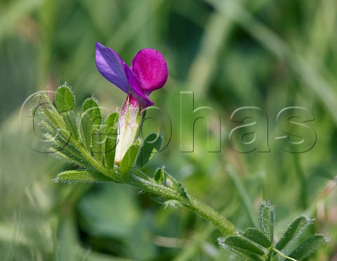 Common Vetch Hurst Meadows West Molesey Surrey England