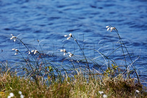 Cottongrass growing by loch Applecross Peninsula Ross and Cromarty Scotland
