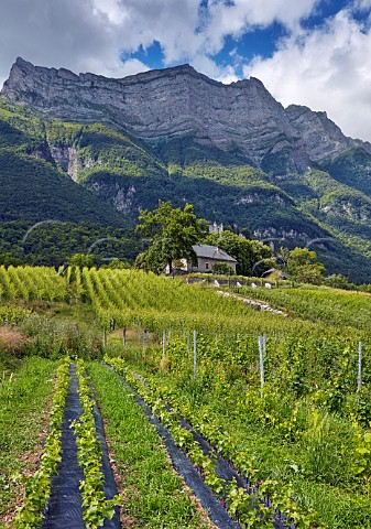 Vine nursery in vineyards of Domaine StGermain below Chteau de Miolans      StPierre dAlbigny Savoie France
