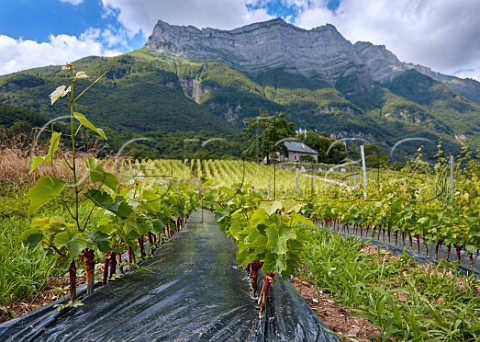 Vine nursery in vineyards of Domaine StGermain below Chteau de Miolans StPierre dAlbigny Savoie France