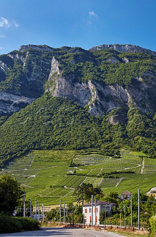Vineyards at the foot of Les Bauges mountains Montmlian Savoie France