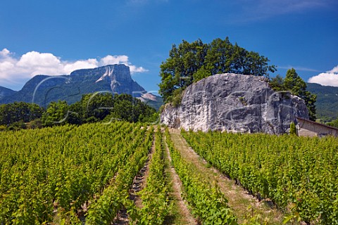 Rock known as Pierre Hache in vineyard with Mont Granier in distance Les Marches Savoie France Apremont