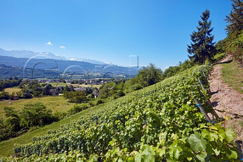 Persan vineyard of Maison Philippe Grisard with view over the Isre Valley Cruet Savoie France