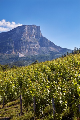 Jacqure vineyard of Domaine Jean Masson with Mont Granier beyond Apremont Savoie France  Apremont