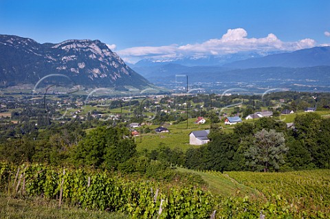 Jacqure vineyard of Domaine Jean Masson with view across to the Combe de Savoie Apremont Savoie France  Apremont