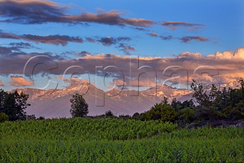 Dusk falls over vineyard near Les Marches with the Alps in the distance  Savoie France  Apremont