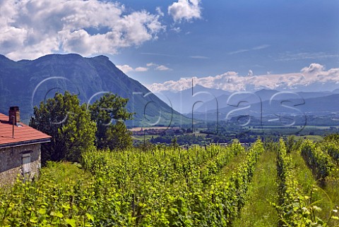 Organic Persan vineyard and old cellar building of Domaine Giachino with the Combe de Savoie beyond Chapareillan Savoie France  Apremont