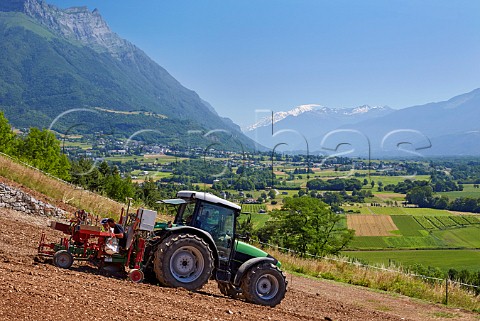 Planting Persan vines in new vineyard of Maison Philippe Grisard above the Isre Valley with Dent dArclusaz and Mont Blanc beyond  Cruet Savoie France