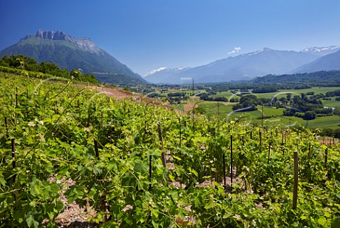 Mondeuse and Persan vineyards of Maison Philippe Grisard above the Isre Valley with Dent dArclusaz and Mont Blanc beyond  Cruet Savoie France