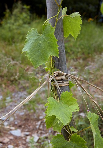 Altesse vine trained on a single stake sur chalas and tied with straw Domaine des Ardoisires Cvins Savoie France IGP Vin des Allobroges