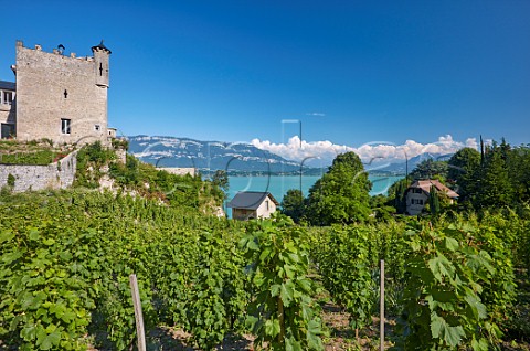 Vineyard next to Chteau Bourdeau above Lac de Bourget Bourdeau Savoie France