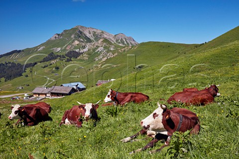Abondance cows in meadow at Col des Annes Le Grand Bornand HauteSavoie France