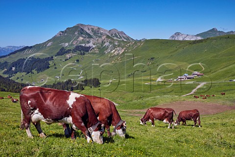 Abondance cows in meadow at Col des Annes Le Grand Bornand HauteSavoie France