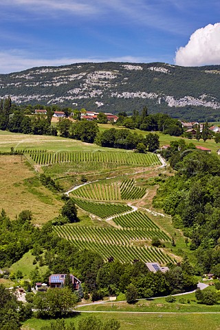 Altesse vineyards of Domaine Lupin Frangy HauteSavoie France  Roussette de Savoie cru Frangy
