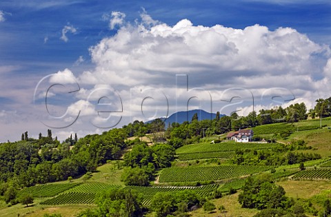 Altesse vineyards at Frangy HauteSavoie France  Roussette de Savoie cru Frangy