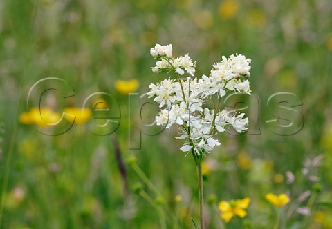Dropwort in flower with Bulbous Buttercups  Hurst Meadows West Molesey Surrey England