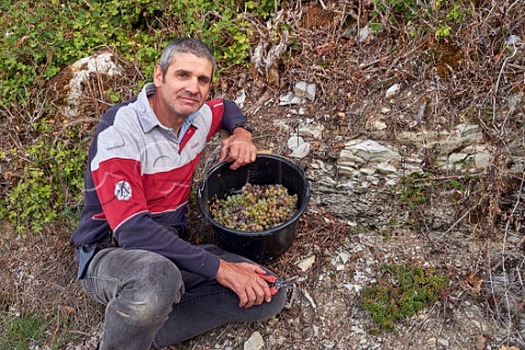 Pascal Barlet with harvested Altesse grapes by a limestone soil profile in vineyard of La Cave de Prieur JongieuxleHaut Savoie France  Roussette de Savoie Cru Marestel