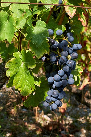 Mondeuse grapes Arbin Savoie France