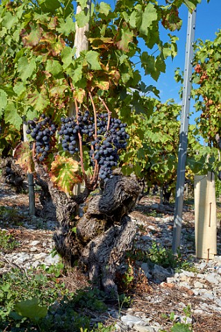 Mondeuse grapes on old vine trained sur chalas Arbin Savoie France