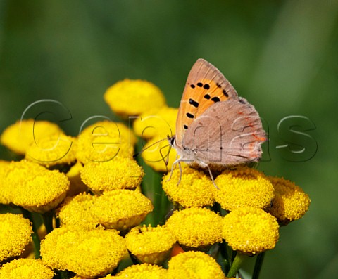 Small Copper nectaring on Tansy flowers Hurst Park West Molesey Surrey UK