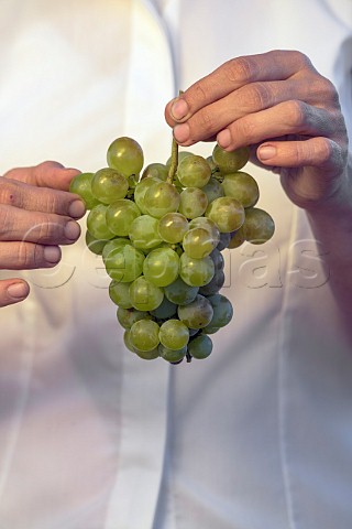 Hands holding Moscatel grapes Itata Valley Chile