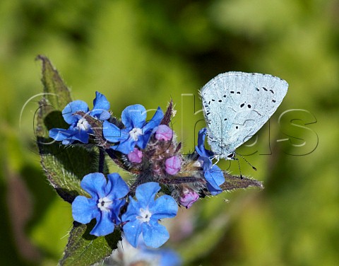 Holly Blue nectaring on Green Alkanet  Hurst Meadows East Molesey Surrey UK