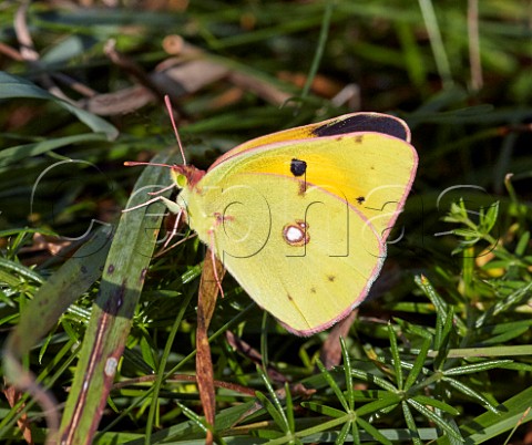 Clouded Yellow butterfly showing a glimpse of its upperside Hurst Meadows East Molesey Surrey UK