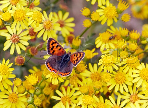 Small Copper nectaring on Ragwort flowers Hurst Meadows East Molesey Surrey UK