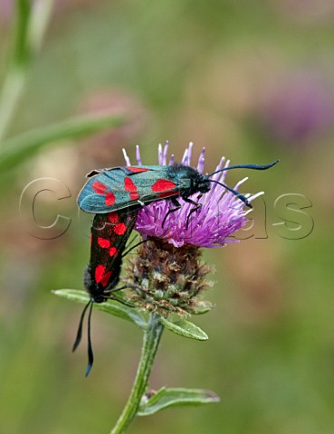 Pair of Sixspot Burnet moths mating on a Knapweed flower Hurst Meadows East Molesey Surrey UK