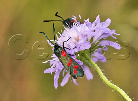 Sixspot Burnet moths on Scabious flower  Hurst Meadows East Molesey Surrey UK