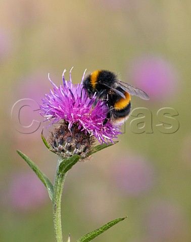Bufftailed Bumblebee on Knapweed flower Hurst Meadows East Molesey Surrey UK
