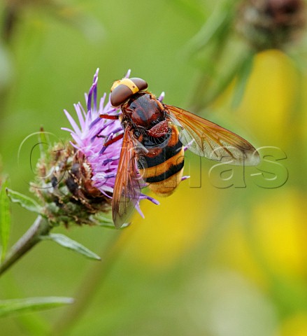 Volucella zonaria on knapweed flower  the UKs largest hoverfly  Hurst Meadows East Molesey Surrey England