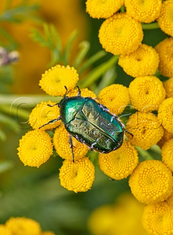 Rose Chafer on Tansy flowers Hurst Meadows East Molesey Surrey UK
