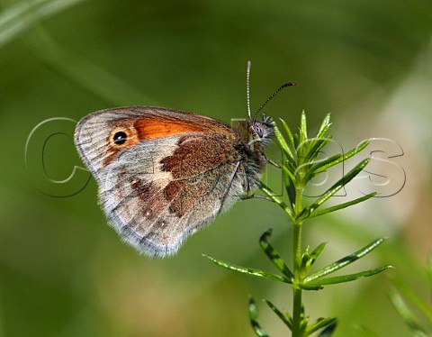 Small Heath butterfly perched on Ladys Bedstraw Hurst Meadows East Molesey Surrey UK