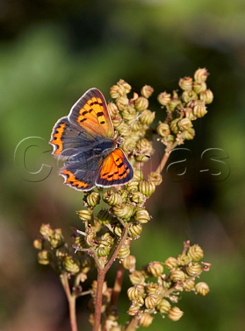 Small Copper butterfly perched on Meadowsweet  Hurst Meadows East Molesey Surrey UK