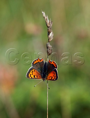 Small Copper perched on grass Hurst Meadows East Molesey Surrey UK