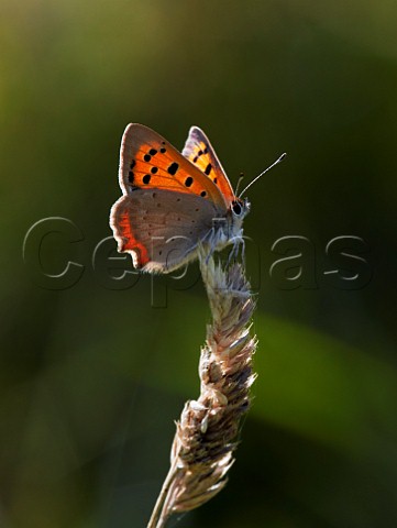 Small Copper butterfly perched on grass  Hurst Meadows East Molesey Surrey UK