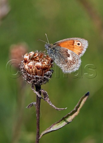 Small Heath butterfly Hurst Meadows East Molesey Surrey UK