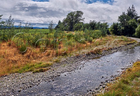 Vineyard by the Omaka River near Renwick Marlborough New Zealand