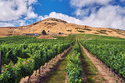 Pinot Noir vines in Omaka Ridge vineyard a contract grower for Villa Maria Marlborough New Zealand