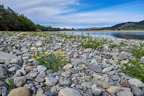 Californian Poppies growing amongst greywacke stones by the Wairau River Renwick Marlborough New Zealand